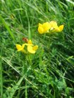 Lotus_corniculatus_lotier_cornicul_MLB_2008.JPG
