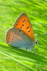 Lycaena_dispar_cuivr_des_marais_CEN_Fabien_Egal.JPG