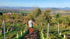 PuydeMur_Mezel_Semi_Vigne_Tournayre_20241024_VL_5.jpg